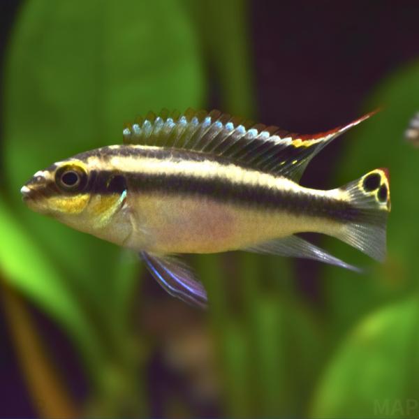 淡水魚 シクリッド ドワーフシクリッド ペルヴィカクロミス プルケール 3.5cm± 3匹 【繁殖が...