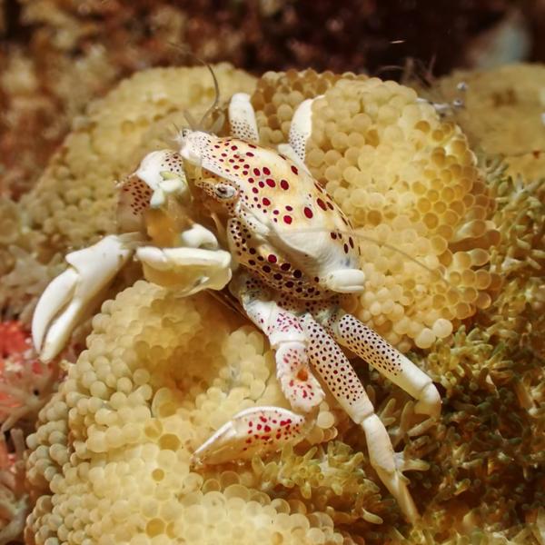 海水生物 甲殻類 アカホシカニダマシ 甲羅幅1cm± 3匹 【イソギンチャクと共生】【紅白の水玉模様...