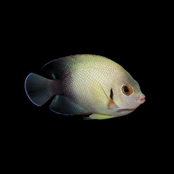 海水魚 ヤッコの仲間 ナメラヤッコ 5cm± 3匹 【コケ対策に】【丈夫で飼いやすい】