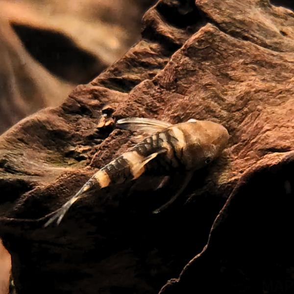 淡水魚 オトシン ボルケーノオトシン 2cm± 3匹 【珍しいオトシン】【コケ対策に】