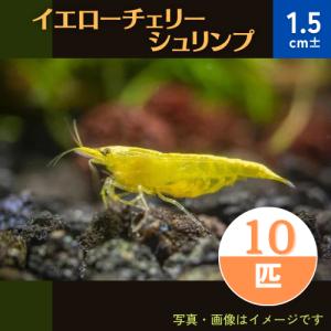 (熱帯魚・淡水エビ)　イエローチェリーシュリンプ　1.5cm±　10匹｜mame-store