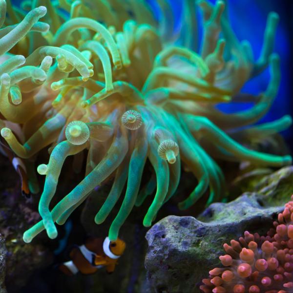 海水生物 イソギンチャク サンゴイソギンチャク 5-10cm± 1個 【色おまかせ】【クマノミ共生】...