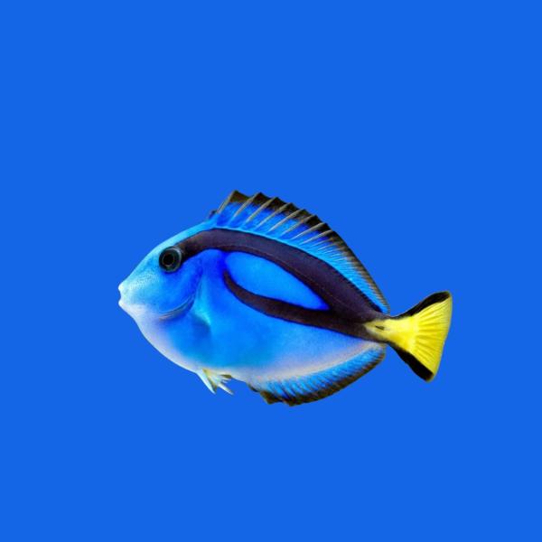 海水魚 ニザダイの仲間 ナンヨウハギ 5cm± 3匹 【人気の小型サイズ】【成長を楽しめる】