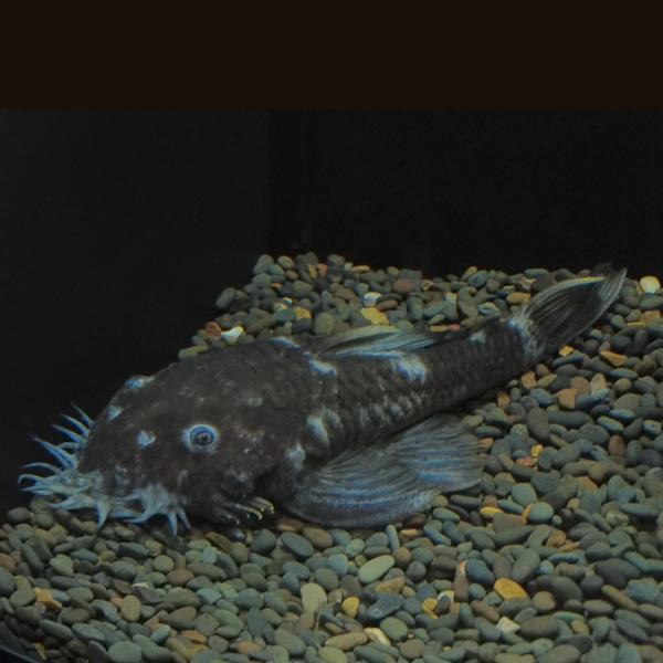 熱帯魚 プレコ ブッシープレコ マツブッシープレコ 6cm 1匹 【コケ対策】【ユニークな姿】