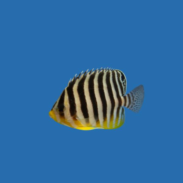 海水魚 ヤッコの仲間 シマヤッコ 6cm± 1匹 【上級者向け】【餌付け難関種】