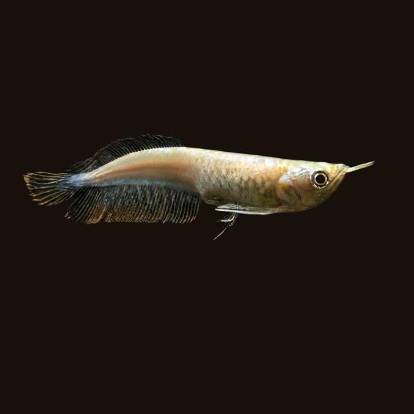 熱帯魚 古代魚 アロワナ アルビノシルバーアロワナ ブドウ目 8cm± 1匹 【神秘的な白】【餌食い...