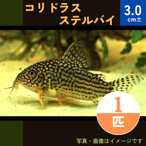 (熱帯魚・コリドラス)　コリドラス・ステルバイ　3cm±　1匹