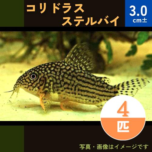 (熱帯魚・コリドラス)　コリドラス・ステルバイ　3cm±　4匹
