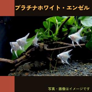 熱帯魚 エンゼルフィッシュ プラチナホワイトエンゼル Smサイズ ３匹 増子水景 通販 Yahoo ショッピング