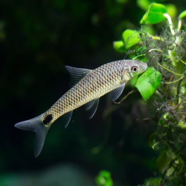 熱帯魚 コイ科 シルバーフライングフォックス 約3.5cm 3匹 【水槽のコケ取りに】