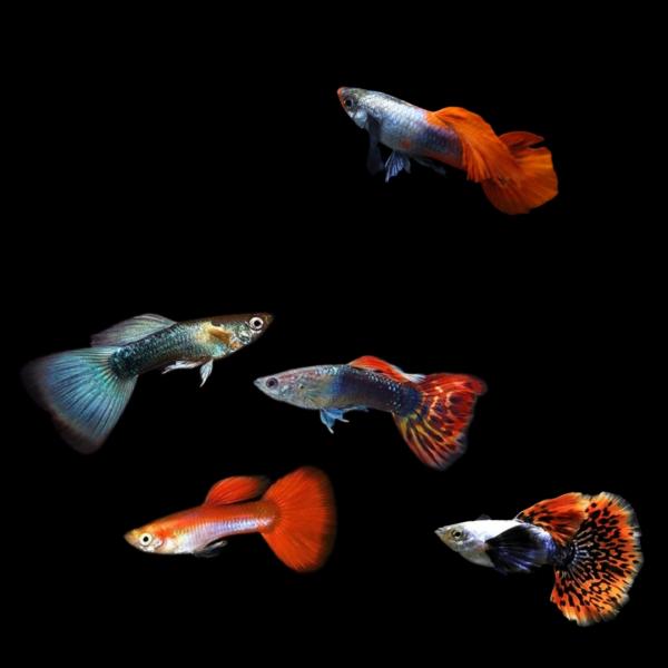 熱帯魚 卵胎生メダカ ミックスグッピー（オス） 約3.5cm 50匹 【初心者におすすめ】