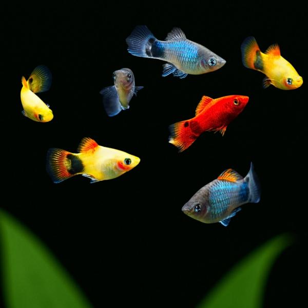 熱帯魚 卵胎生メダカ ミックスミッキーマウスプラティ 約2cm 6匹 【初心者におすすめ】