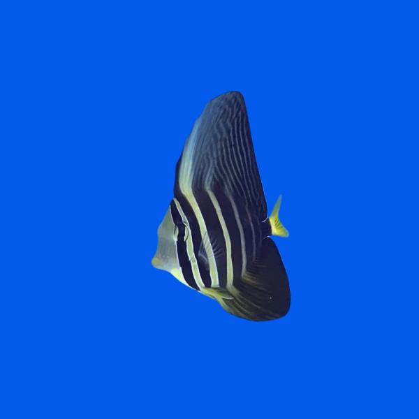 海水魚 ニザダイの仲間 ヒレナガハギ 6cm± 1匹 【コケ対策におすすめ】【丈夫な人気種】