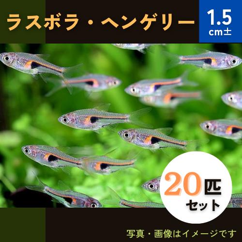 (熱帯魚・コイ)　ラスボラ・ヘンゲリー　1.5cm±　20匹