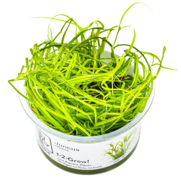 水草 トロピカ社 1-2-Grow! ジュンクス・レペンス 1カップ（組織培養カップ） 【無農薬】【...