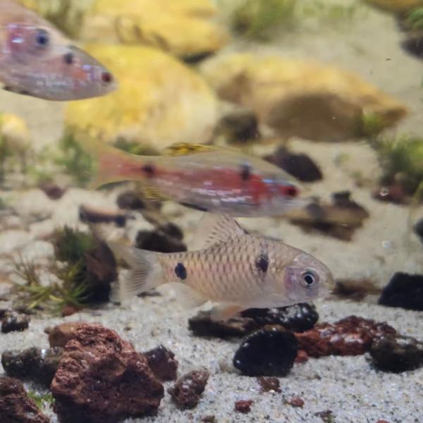 熱帯魚 コイ科 オデッサバルブ 2.5cm± 4匹 【鮮烈な赤帯】【婚姻色が美しい】