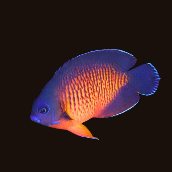 海水魚 ヤッコの仲間 ルリヤッコ 5cm± 1匹 【丈夫で飼いやすい】【美しい小型ヤッコ】