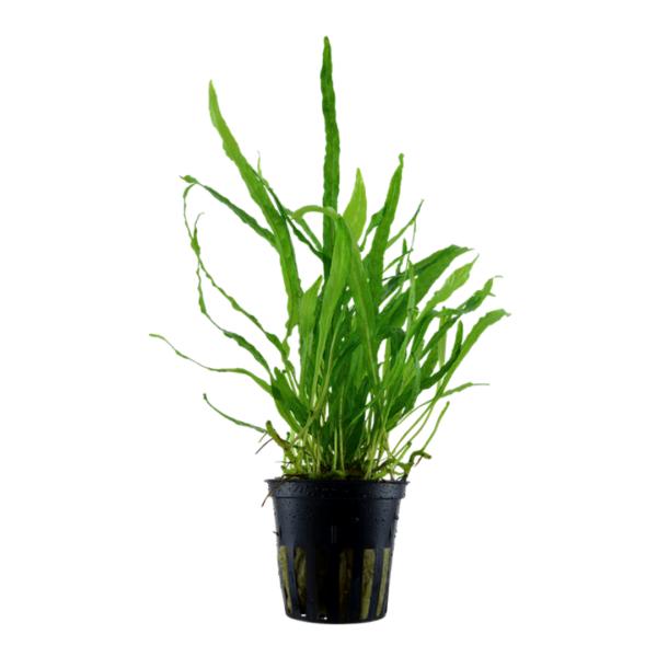 水草 活着水草 陰性水草 ミクロソリウム プテロプス ナロー 2ポット 【安心のトロピカ社製】【シャ...