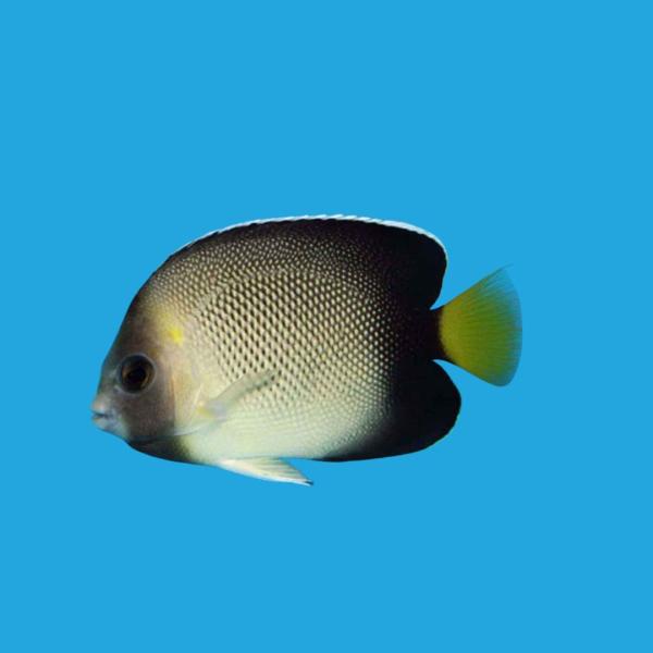 海水魚 ヤッコの仲間 クロシテンヤッコ 6cm± 1匹 【丈夫で飼いやすい】【シックな美しさ】
