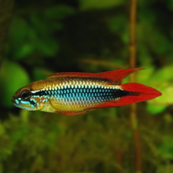 熱帯魚 ドワーフシクリッド Ap.アガシジィ・ダブルレッド（欧州便　1ペア） 【高品質な欧州ブリード...