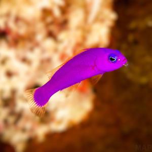 2026年3月】ライブロックのおすすめ人気ランキング - Yahoo!ショッピング