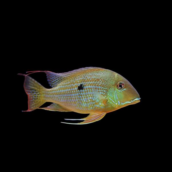 熱帯魚 アメリカンシクリッド レッドゲオファーガス 4cm± 2匹 【人気のゲオファーグス】【底砂を...