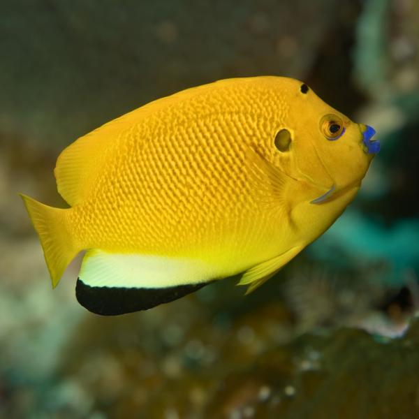 海水魚 ヤッコの仲間 シテンヤッコ 4cm± 1匹 【鮮やかなレモンイエロー】【個性派ヤッコ】