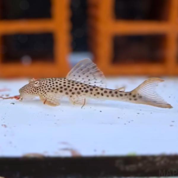 熱帯魚 プレコ  クプープレコ シングー L-11 約6cm 1匹 【シングー川の珍種】【コレクショ...