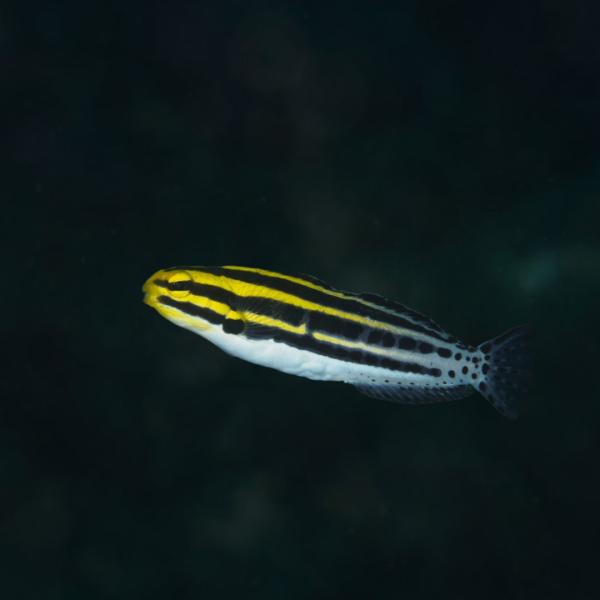海水魚 ギンポの仲間 ヒゲニジギンポ 5cm± 2匹 【遊泳性で美しい】【温和で混泳向き】