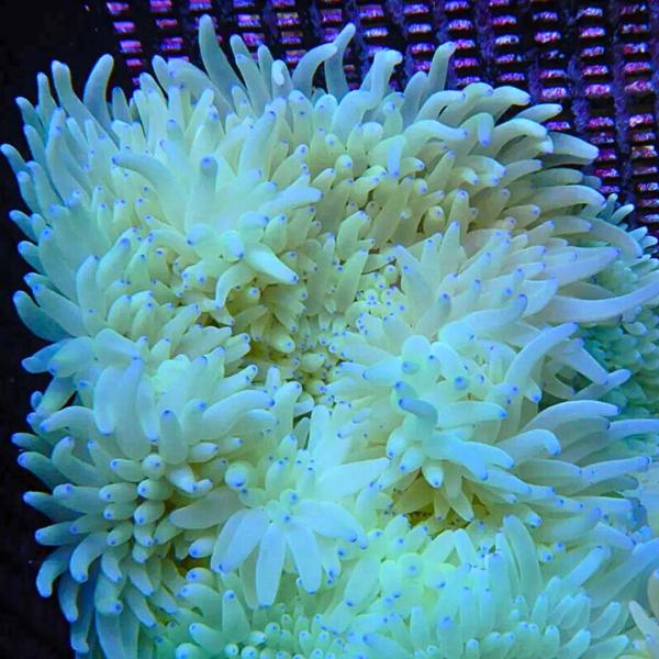 海水生物 イソギンチャク シライトイソギンチャク 10-15cm± 1個 【安心のM-Lサイズ】【ク...