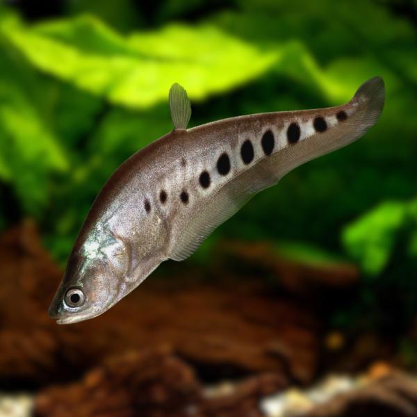 熱帯魚 古代魚・大型魚 スポッテッド・ナイフフィッシュ 6cm± 1匹 【大型になる古代魚】【飼育に...