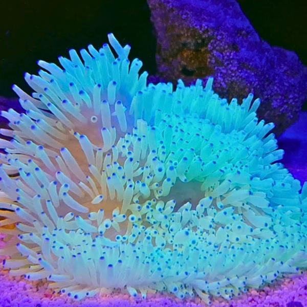 海水生物 イソギンチャク シライトイソギンチャク 5-10cm± 4個 【クマノミと共生】【人気のイ...