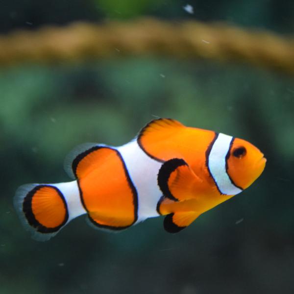 海水魚 クマノミの仲間 カクレクマノミ 3cm± 3匹 【丈夫で飼いやすい】【はじめての海水魚に】