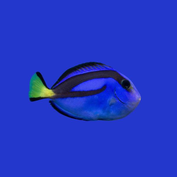 海水魚 ニザダイの仲間 ナンヨウハギ 10cm± 2匹 【言わずと知れた人気種】【丈夫で飼いやすい】