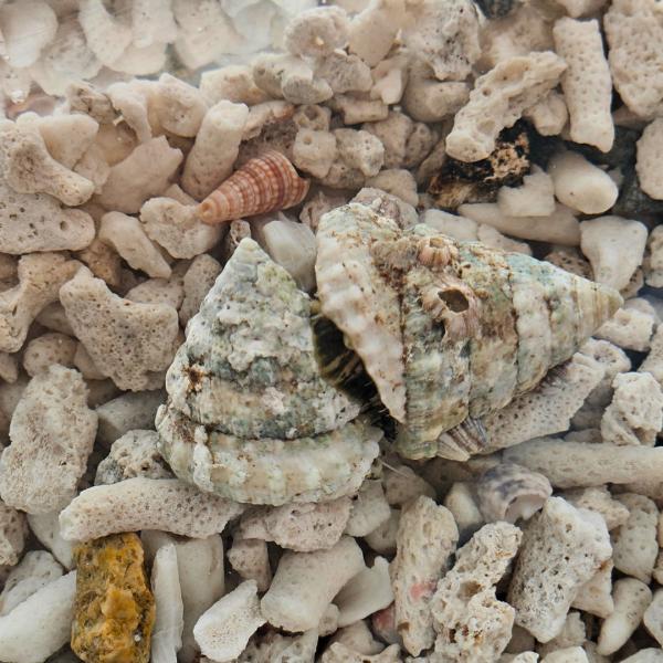 海水生物 貝 三角シッタカ貝（マツカサウズ） 2cm± 9個 【強力なコケ取り貝】