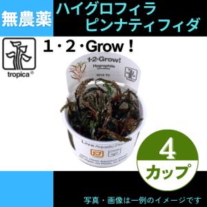 (Tropica・水草)ハイグロフィラ・ピナティフィダ＜4カップ＞【1・2・grow!】｜mame-store