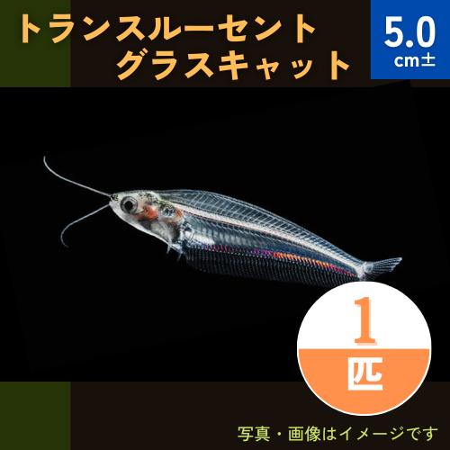 (熱帯魚・アジア原産ナマズ)　トランスル―セントグラスキャット　5cm±　1匹