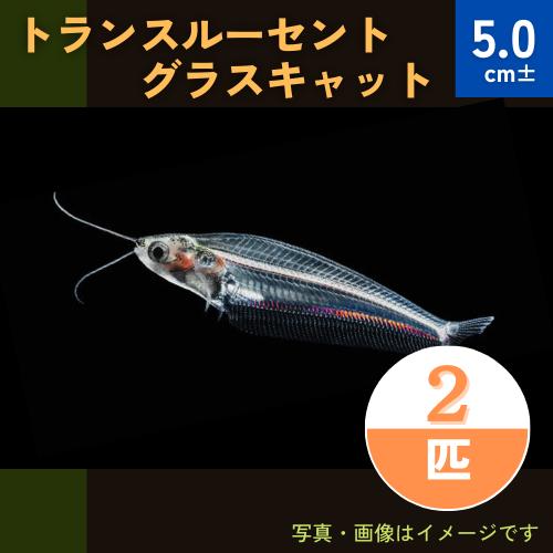 (熱帯魚・アジア原産ナマズ)　トランスル―セントグラスキャット　5cm±　2匹