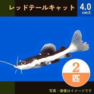 (熱帯魚・南米原産ナマズ)　レッドテールキャット　4cm±　2匹｜mame-store