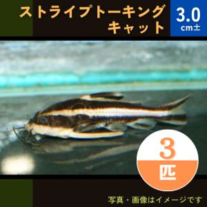 (熱帯魚・ナマズ)ストライプトーキングキャット　３cm±　3匹｜mame-store