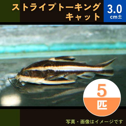 (熱帯魚・ナマズ)ストライプトーキングキャット　３cm±　5匹