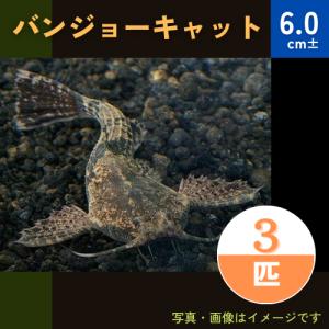 (熱帯魚・南米原産ナマズ)　バンジョーキャット　6cm±　3匹｜mame-store