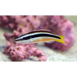 （海水魚・ベラ）　イエローテールクリーナーラス　4cm±　3匹｜mame-store