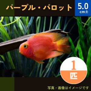 増子水景 パープルパロット 南米原産系 Yahoo ショッピング