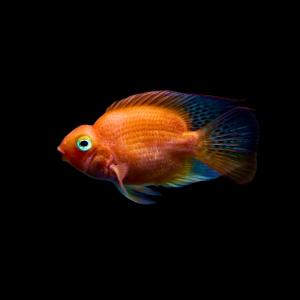 パープルパロット 5cm±　1匹｜淡水魚・シクリッドの仲間｜小型魚・混泳向け｜Blood Parrot Cichlid