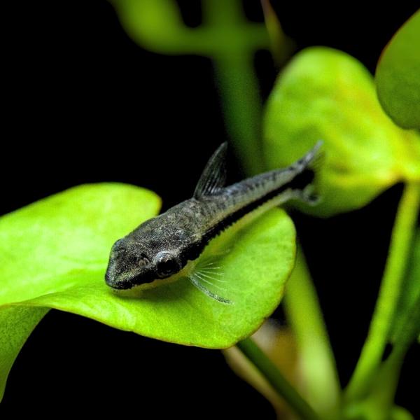 熱帯魚 オトシンクルス 約2.5cm 3匹 【水槽のコケ取りに】