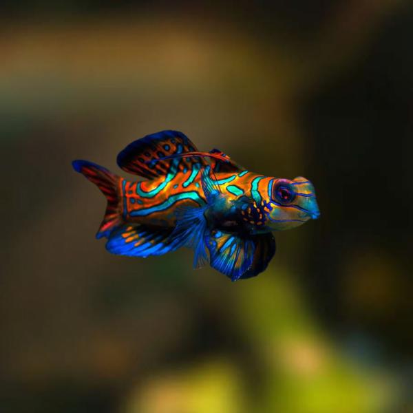 海水魚 ネズッポの仲間 マンダリン（ニシキテグリ） 4cm± 1匹 【極彩色が美しい人気種】【餌付け...