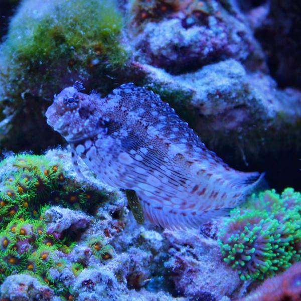 海水魚 ヤエヤマギンポ 4cm± 4匹 【コケ取り・茶ゴケ対策に人気】