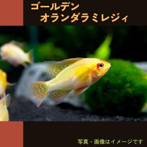 ラミレジィ 熱帯魚生体 の商品一覧 観賞魚生体 熱帯魚 アクアリウム用品 ペット用品 生き物 通販 Yahoo ショッピング