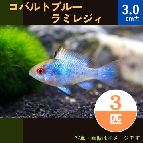 (熱帯魚・シクリッド)　コバルトブルーラミレジィ　3cm±　3匹